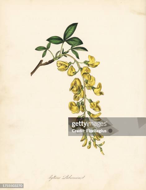 Common laburnum or golden rain, Laburnum anagyroides . From an illustration in William Curtis' "Botanical Magazine." Handcoloured zincograph by C....