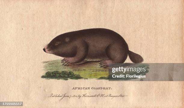 African coast rat, Cape mole rat, African mole rat or sand mole Georychus capensis 'The flesh is by some travellers considered as good eating. Indeed...