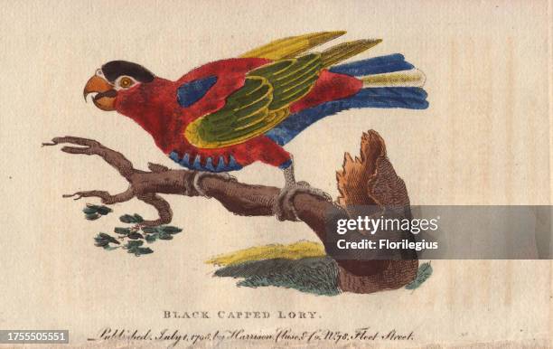 Black-capped lory Lorius lory 'Edwards, who saw it alive, says that it whistled pleasantly, and pronounced several words distinctly, and leaping...