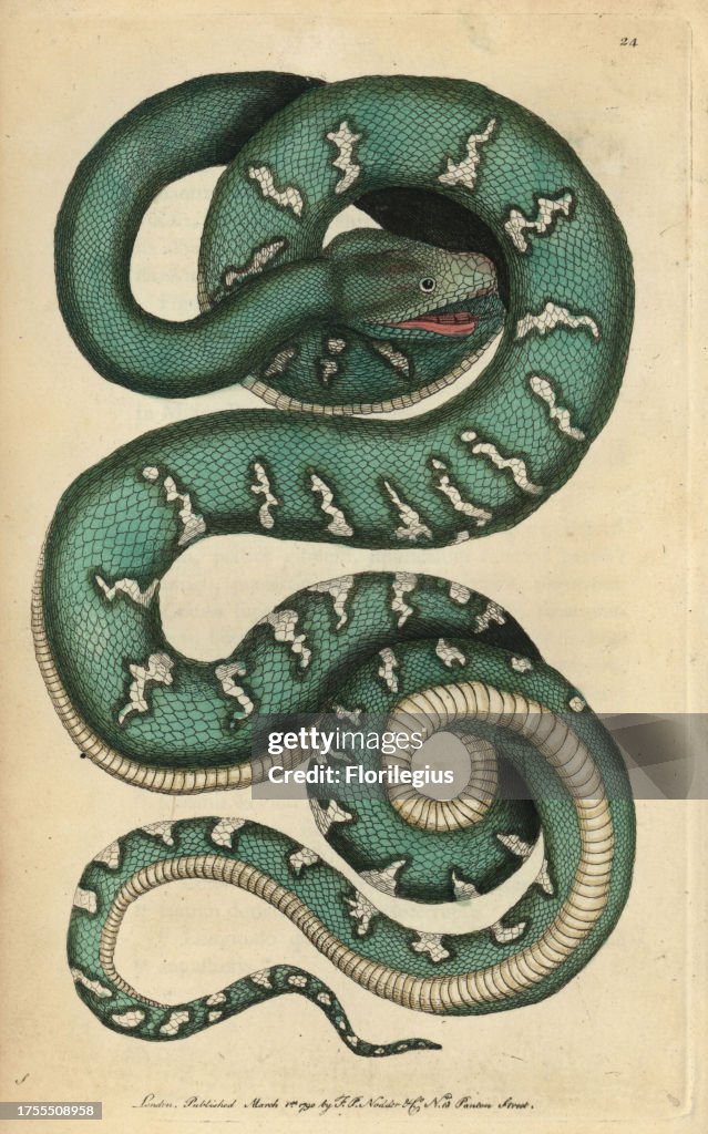 Canine boa, dog-headed snake or emerald tree snake Corallus canina (Boa canina)
