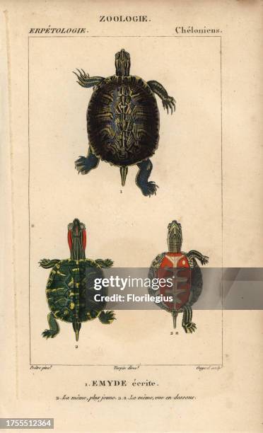 Pond slider turtle, emyde ecrite, Trachemys scripta. Handcoloured copperplate stipple engraving from Jussieu's 'Dictionnaire des Sciences Naturelles'...