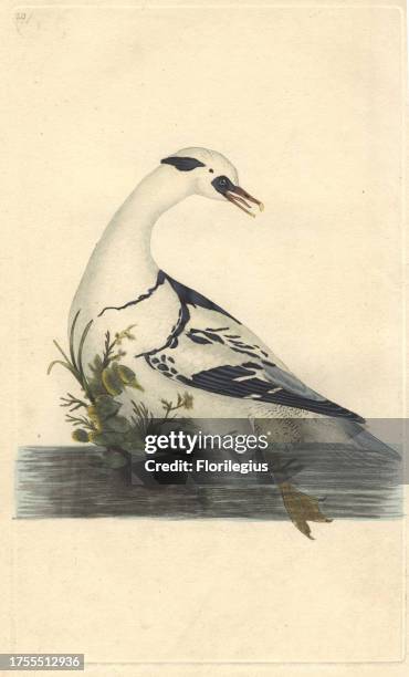 Snowy white smew drake with black spots and streaks in the distinctive 'cracked ice' pattern. 'Latham says that he once discovered a few shrimps in...