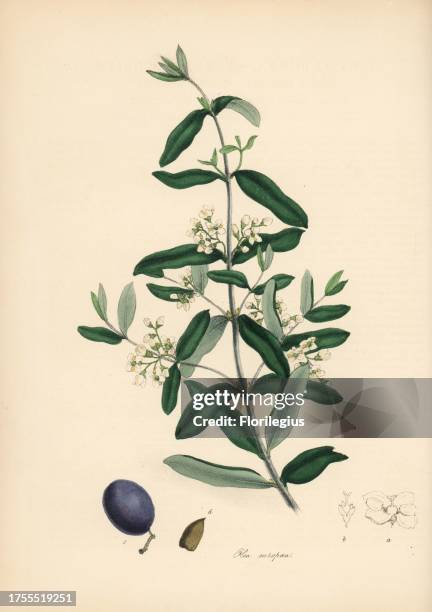 Commoderate Olive Branch Miss Photos and Premium High Res Pictures - Getty Images
