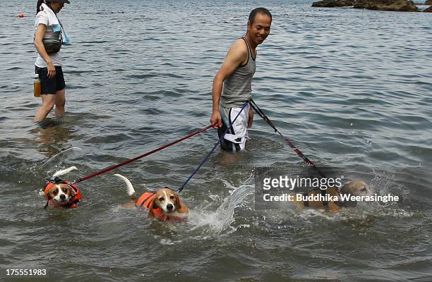Man and his pet dogs bath in the water at Takeno Beach on August 4, 2013 in Toyooka, Japan. This beach is open for dogs and their owners every summer...