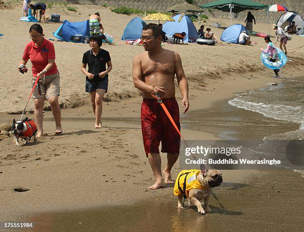 People walk with their pet dogs at Takeno Beach on August 4, 2013 in Toyooka, Japan. This beach is open for dogs and their owners every summer...