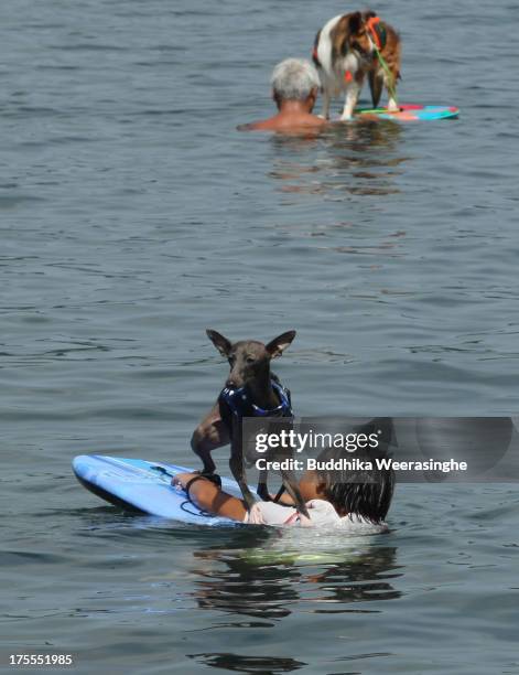 Boy bathes his pet dog in the water at Takeno Beach on August 4, 2013 in Toyooka, Japan. This beach is open for dogs and their owners every summer...