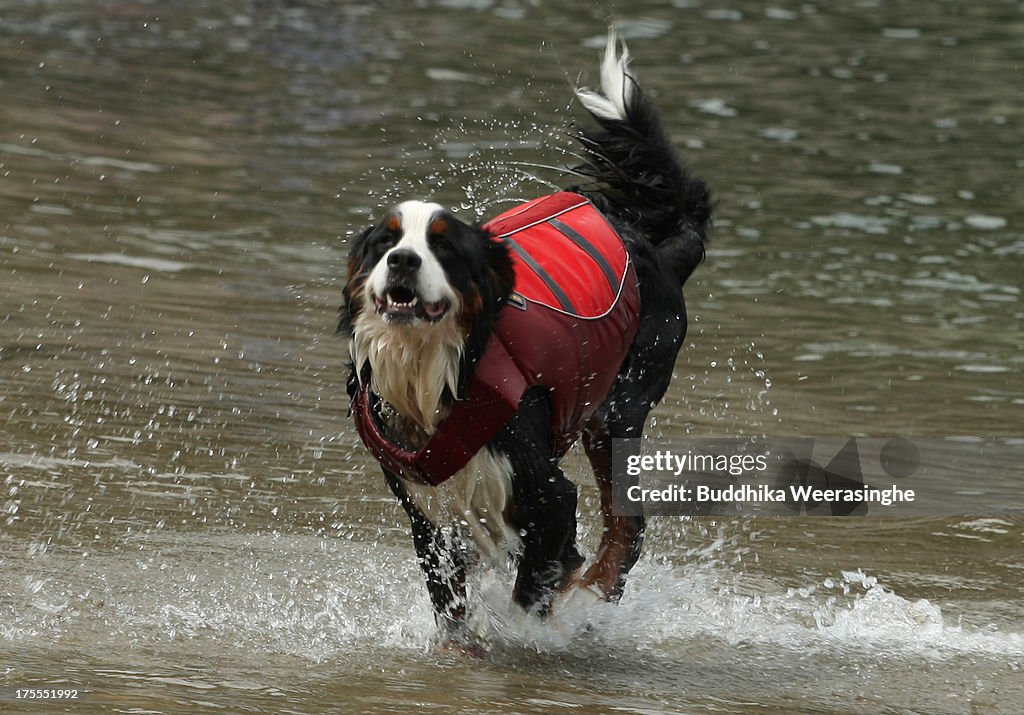 Dogs Play At Beach During Heat Wave