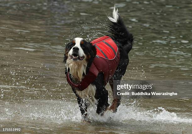 Dog runs at Takeno Beach on August 4, 2013 in Toyooka, Japan. This beach is open for dogs and their owners every summer between the months of June...