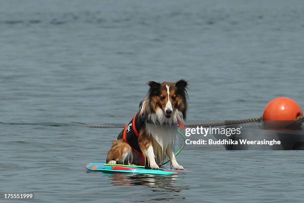 One-year-old dog named Ciel wears life jacket and bathes at Takeno Beach on August 4, 2013 in Toyooka, Japan. This beach is open for dogs and their...