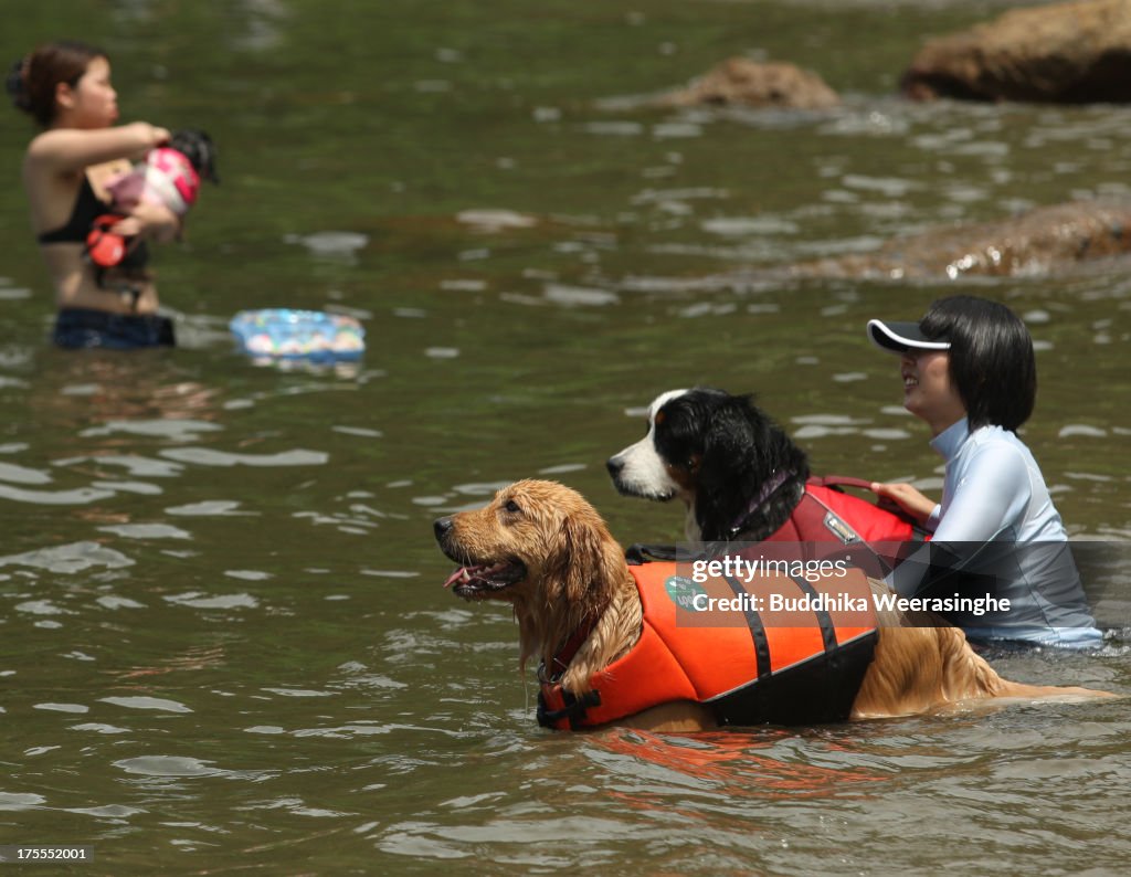 Dogs Play At Beach During Heat Wave