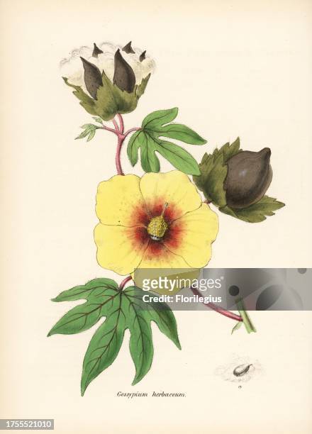 Cotton, Gossypium herbaceum, with flower, leaf and cotton boll. Handcoloured zincograph by Chabots drawn by Miss M. A. Burnett from her "Plantae...