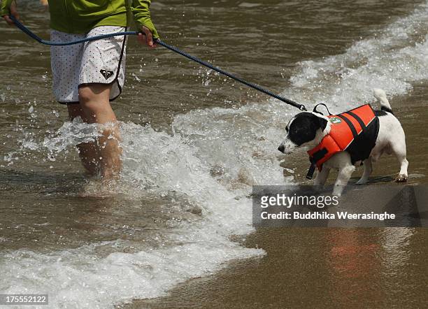 Woman pulls her pet dog in the water for bath at Takeno Beach on August 4, 2013 in Toyooka, Japan. This beach is open for dogs and their owners every...