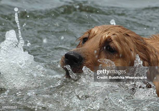 Pet dog bathes in the water at Takeno Beach on August 4, 2013 in Toyooka, Japan. This beach is open for dogs and their owners every summer between...