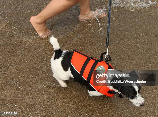 Woman walks with her pet dog at Takeno Beach on August 4, 2013 in Toyooka, Japan. This beach is open for dogs and their owners every summer between...