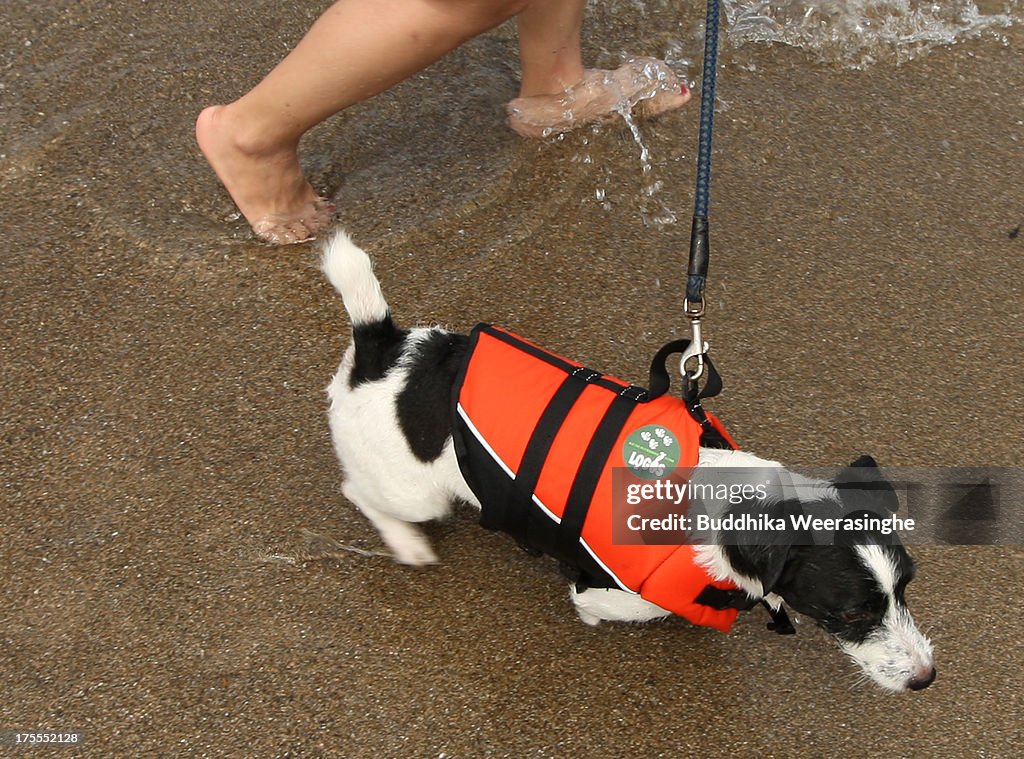 Dogs Play At Beach During Heat Wave