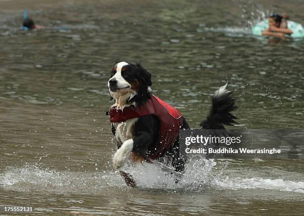 Pet dog runs at Takeno Beach on August 4, 2013 in Toyooka, Japan. This beach is open for dogs and their owners every summer between the months of...