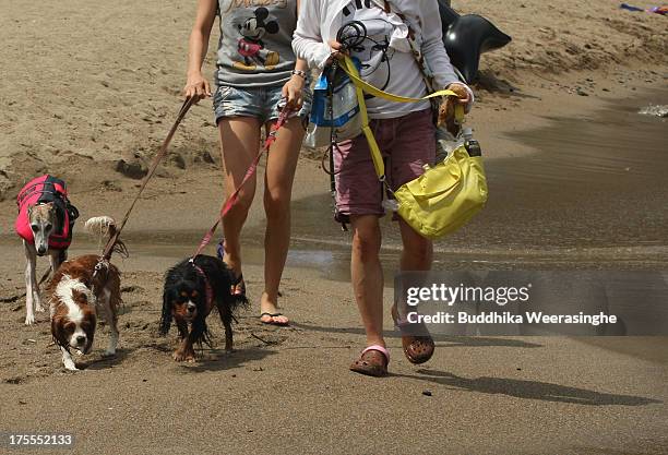 Women walk with their pet dogs at Takeno Beach on August 4, 2013 in Toyooka, Japan. This beach is open for dogs and their owners every summer between...