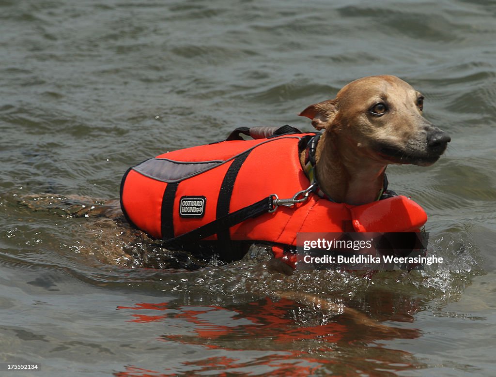 Dogs Play At Beach During Heat Wave