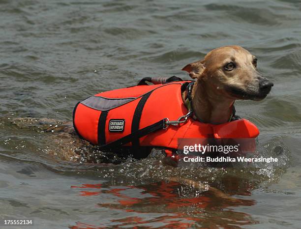 Two -year-old dog Rodem runs in the water on Takeno Beach on August 4, 2013 in Toyooka, Japan. This beach is open for dogs and their owners every...