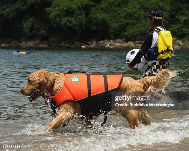 Pet dog wears life jacket and bathes in the water at Takeno Beach on August 4, 2013 in Toyooka, Japan. This beach is open for dogs and their owners...