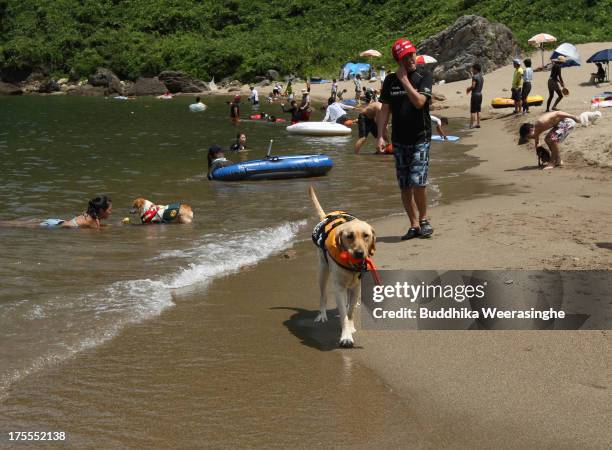 Dog walks as at Takeno Beach on August 4, 2013 in Toyooka, Japan. This beach is open for dogs and their owners every summer between the months of...