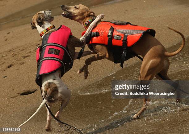 Two year dog Rodem and four year old dog Mary play at Takeno Beach on August 4, 2013 in Toyooka, Japan. This beach is open for dogs and their owners...