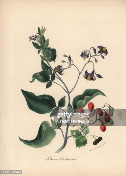 Woody nightshade or bittersweet, Solanum dulcamara, with flower, berry and leaf. Handcoloured zincograph by C. Chabot drawn by Miss M. A. Burnett...