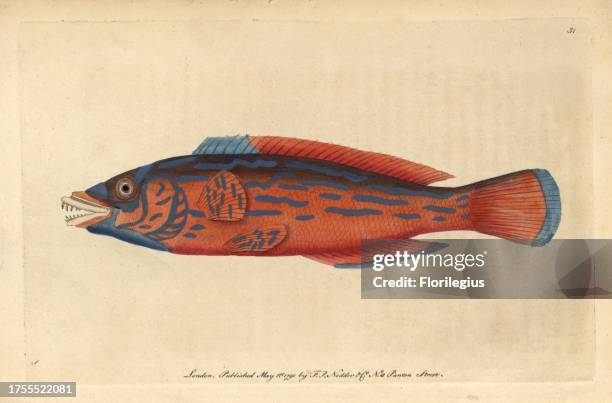 Beautiful sparus, Red sparus or Striped wrasse, cuckoo wrasse Labrus bimaculatus, L. Mixtus Illustration signed S . Handcolored copperplate engraving...