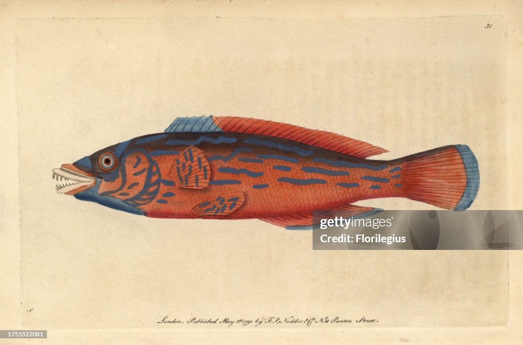 Beautiful sparus, Red sparus or Striped wrasse Labrus mixtus (Sparus formosus)