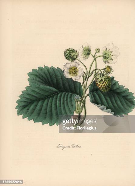 Alpine strawberry, Fragaria collina, with flower, green fruit and leaf. Handcoloured zincograph by C. Chabot drawn by Miss M. A. Burnett from her...