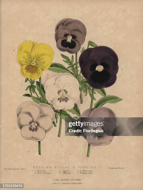 Varieties of bedding violas and pansies Eyebright, Canary, In Memoriam, White Perfection, Advancer, Dicksons King Handcolored botanical drawn and...