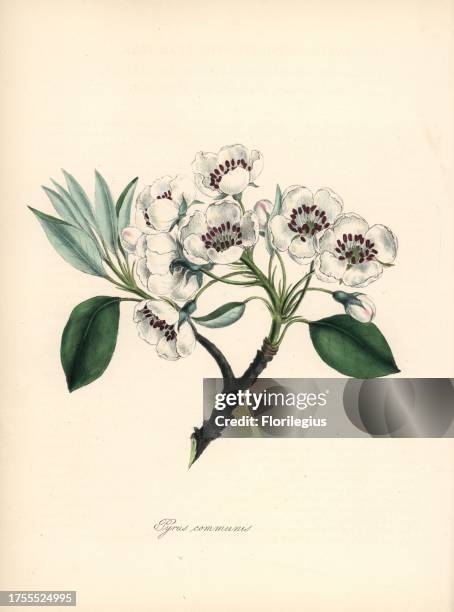 European pear, Pyrus communis, with blossom, leaf and branch. Handcoloured zincograph by C. Chabot drawn by Miss M. A. Burnett from her "Plantae...