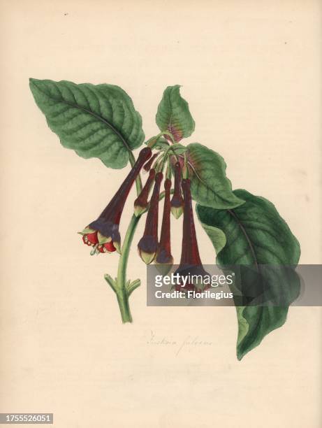 Fuchsia, Fuchsia fulgens. Handcoloured zincograph by C. Chabot drawn by Miss M. A. Burnett from her "Plantae Utiliores: or Illustrations of Useful...