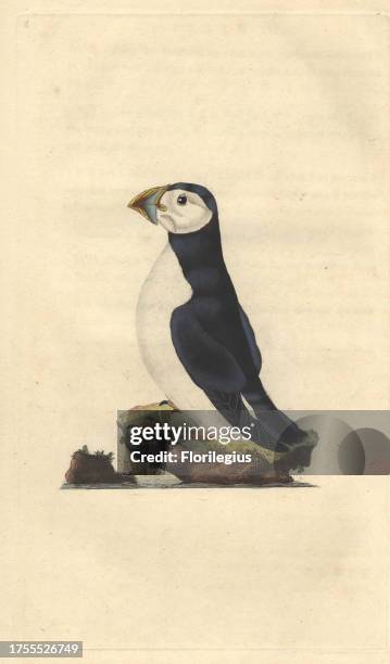 Puffin auk or Atlantic puffin with red and gray beak, white breast and black back and wings. 'Their flesh is excessively rank as they feed on filth,...