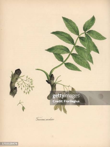 European ash tree, Fraxinus excelsior. Handcoloured zincograph by C. Chabot drawn by Miss M. A. Burnett from her "Plantae Utiliores: or Illustrations...