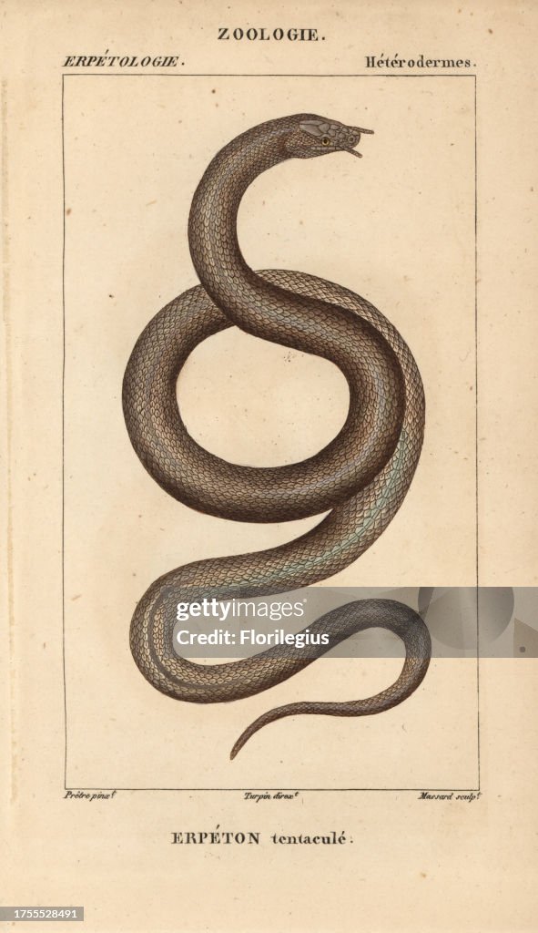 Tentacled snake