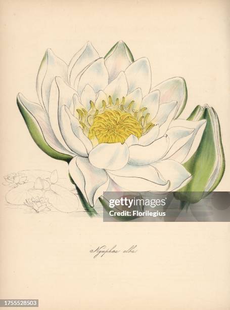 European white waterlily, Nymphaea alba. Handcoloured zincograph by C. Chabot drawn by Miss M. A. Burnett from her "Plantae Utiliores: or...