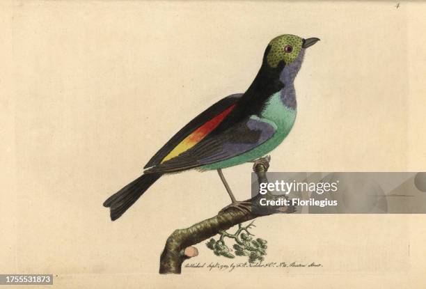 Paradise tanager Tangara chilensis Handcolored copperplate engraving from George Shaw and Frederick Nodder's 'Naturalist's Miscellany' . Frederick...
