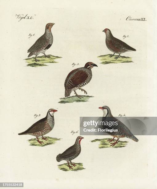 Grey partridge, Perdix perdix, male 1 and female 2, red-legged partridge, Alectoris rufa 3, rock partridge, Alectoris graeca 4, Chinese Francolin,...
