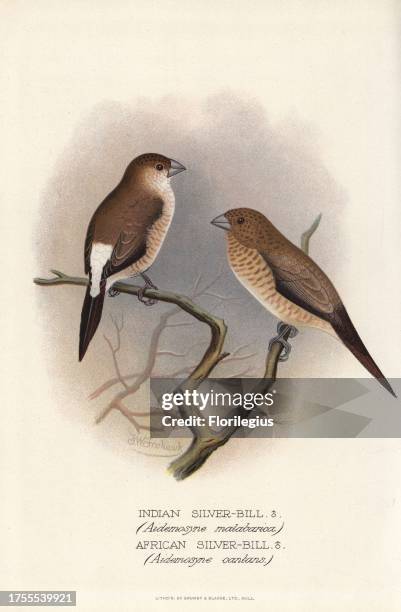 Indian silverbill, Lonchura malabarica, and African silverbill, Lonchura cantans. Chromolithograph by Brumby and Clarke after a painting by Frederick...