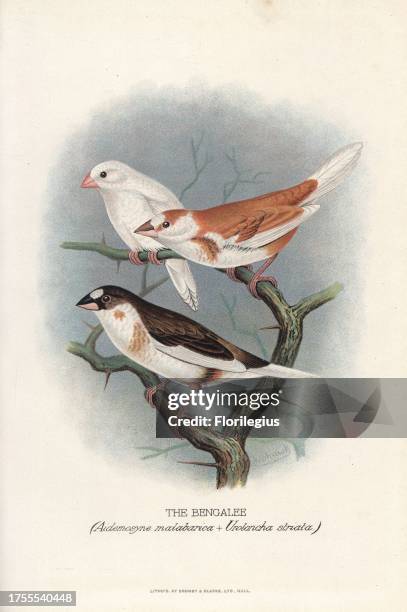 Bengalee or Bengalese hybrid . Chromolithograph by Brumby and Clarke after a painting by Frederick William Frohawk from Arthur Gardiner Butler's...