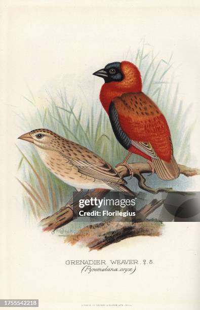 Grenadier weaver, Euplectes orix orix. Chromolithograph by Brumby and Clarke after a painting by Frederick William Frohawk from Arthur Gardiner...