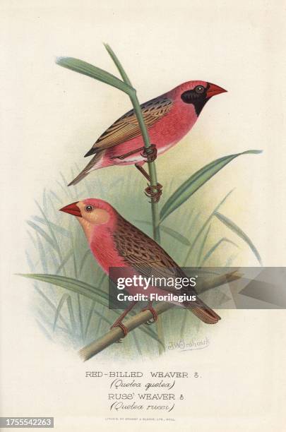 Red-billed quelea, Quelea quelea, and black naped variant. Chromolithograph by Brumby and Clarke after a painting by Frederick William Frohawk from...