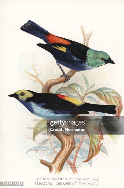 Seven-colored tanager, Tangara fastuosa , and paradise tanager, Tangara chilensis. Chromolithograph by Brumby and Clarke after a painting by...