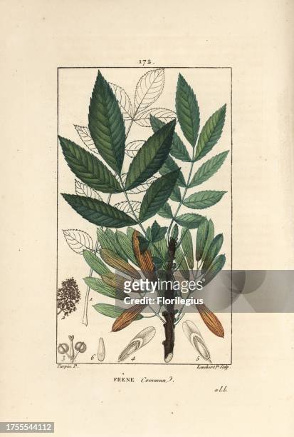 Ash tree, Fraxinus excelsior, showing branch, leaves, seeds, and leaf in outline. Handcoloured stipple copperplate engraving by Lambert Junior from a...