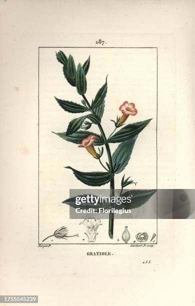 Hedge hyssops, Gratiola officinalis. Handcoloured stipple copperplate engraving by Lambert Junior from a drawing by Pierre Jean-Francois Turpin from...