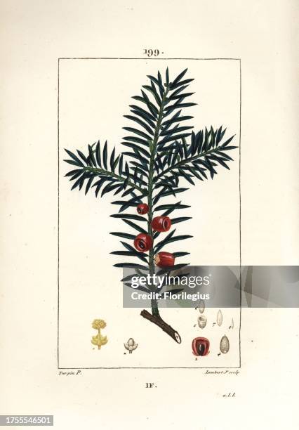 Yew tree, Taxus baccata. Handcoloured stipple copperplate engraving by Lambert Junior from a drawing by Pierre Jean-Francois Turpin from Chaumeton,...