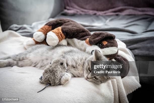 fabric toys in the shape of a mouse and a dog with a cat sleeping at home on the sofa - fake rat stock pictures, royalty-free photos & images