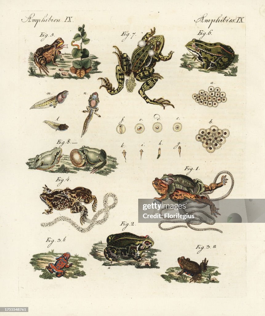 Frogs and toads from Bertuch's 'Bilderbuch fur Kinder,' Germany, 1798