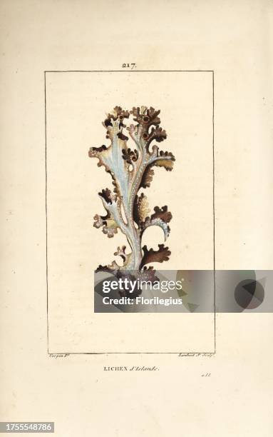 Iceland lichen, Lichen islandicus. Handcoloured stipple copperplate engraving by Lambert Junior from a drawing by Pierre Jean-Francois Turpin from...